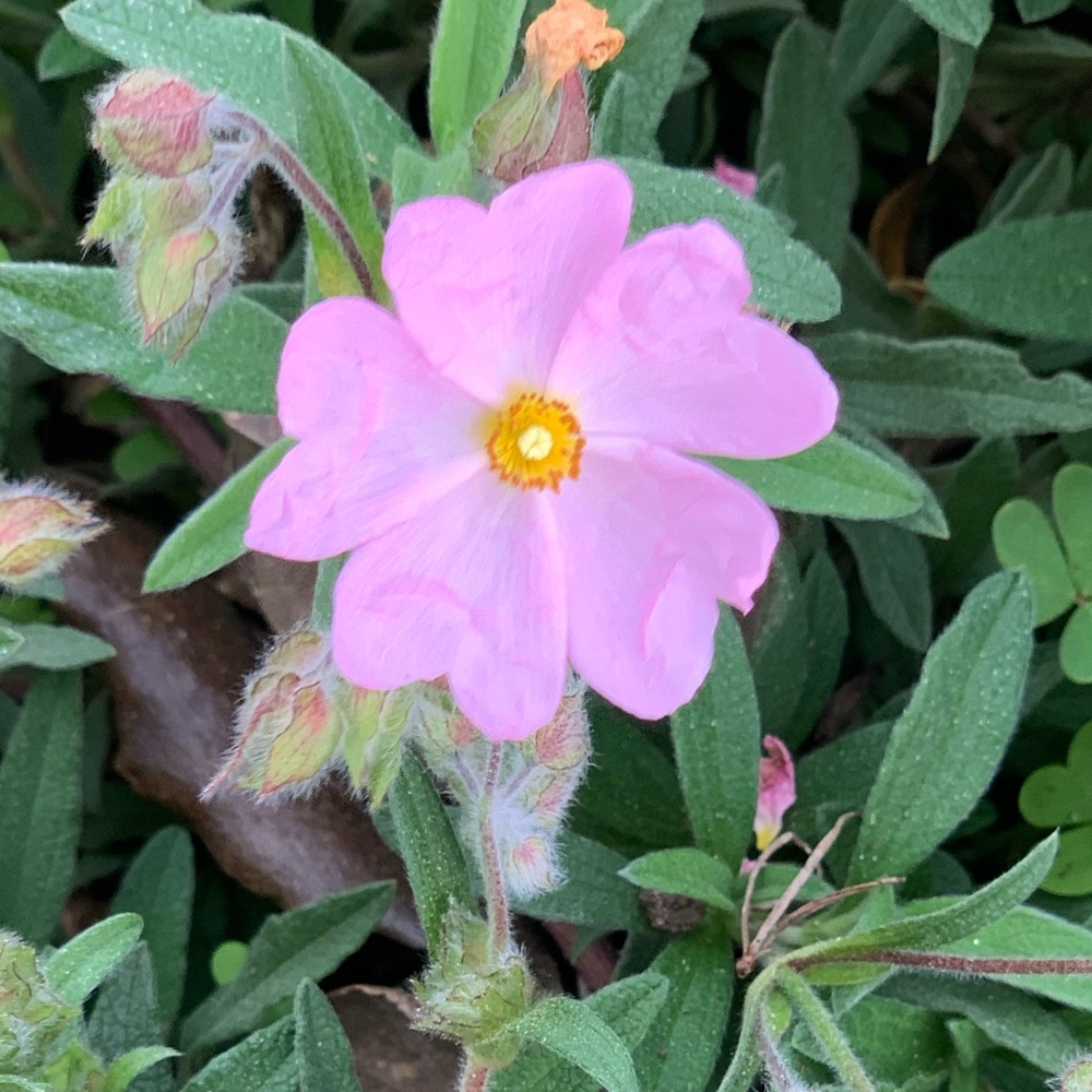 Meet your Posher, Alma